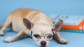 INFPが「人に興味がない」は誤解。冷たいと言わせない距離設計と会話の自動化 